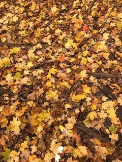遍地落葉
雖然是從樹上丟下遍地的落葉，顏色深淺色不同，可以用來做桌布。...