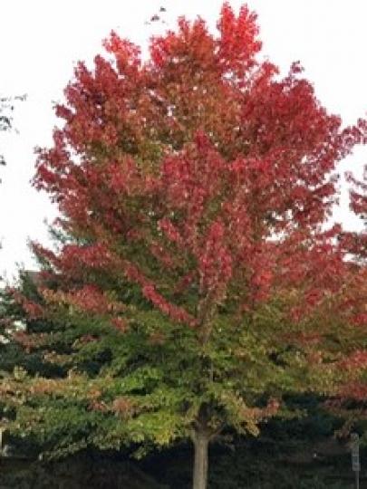 楓樹
北美大部份楓樹已變得紅紅的，只有這棵還可以看見楓樹的葉由綠變紅，然後落葉過冬。...
