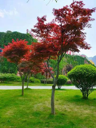 日本楓樹

日本楓樹的紅葉很特別，與一般綠色樹葉不同，可以說相映成趣。...