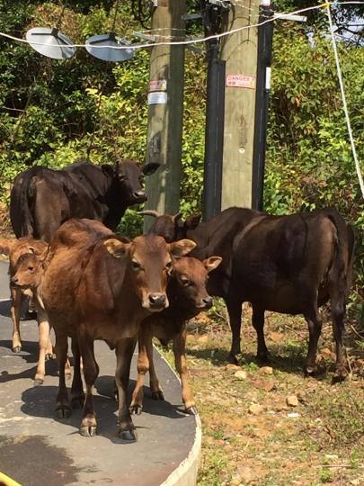 牛年

今年是牛年，郊外的牛特別受歡迎，拍友一定不會錯過。...