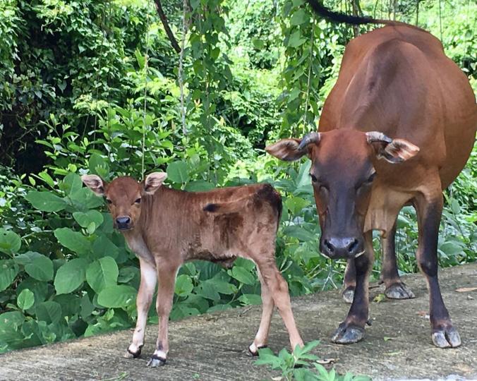 牛
香港郊外農民仍有飼養牛隻，但不是耕田，生產牛奶的多。...