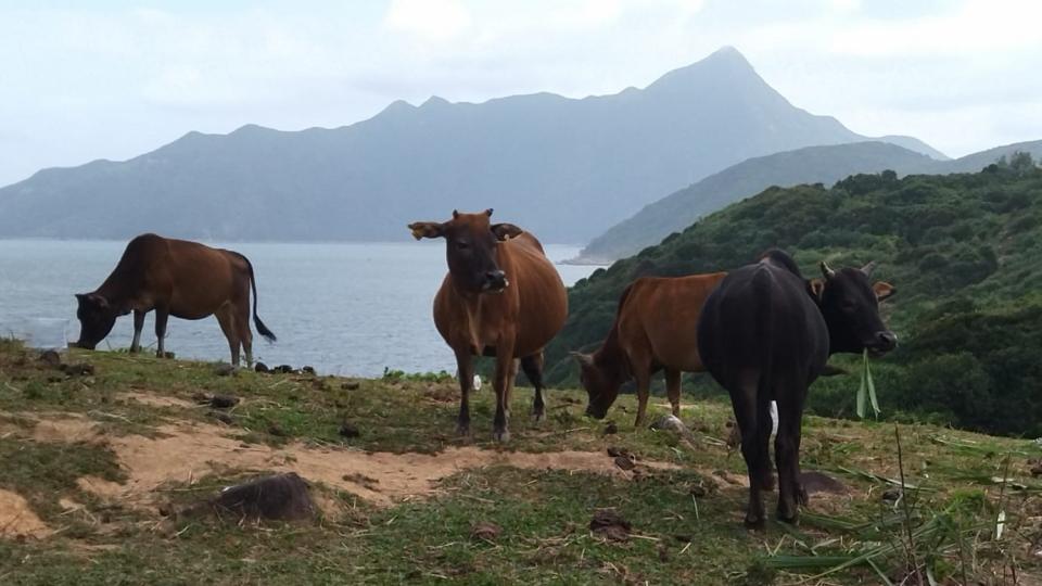 塔門
塔門的大草坪上常見牛隻成群，牠們十分友善。...