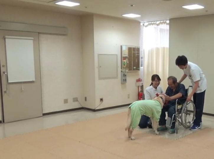 日本治療犬
治療犬的服務會到老人養護中心、各類型身心障礙者的機構去或是從事老人居家拜訪、定期訪問和長者及身心障礙者互動 進行針對不同需求所設計的治療活動。牠們能夠跟輪椅使用者同步行動 比如說,輪椅一停...