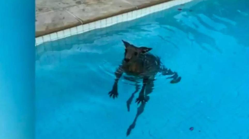 狗仔式泳術
我鼓勵未識游泳的小朋友看看狗兒也喜於游泳，這會增加小朋友習泳的信心。...