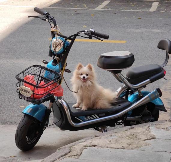 聰明的小狗

小狗兒很聰明，見到主人的摩托車便坐上去，提醒主人牠也想遊車河。...