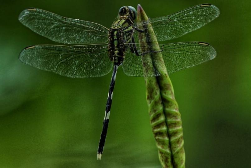 蜻蜓

好不容易才能在荷塘拍攝到蜻蜓，十分開心。...