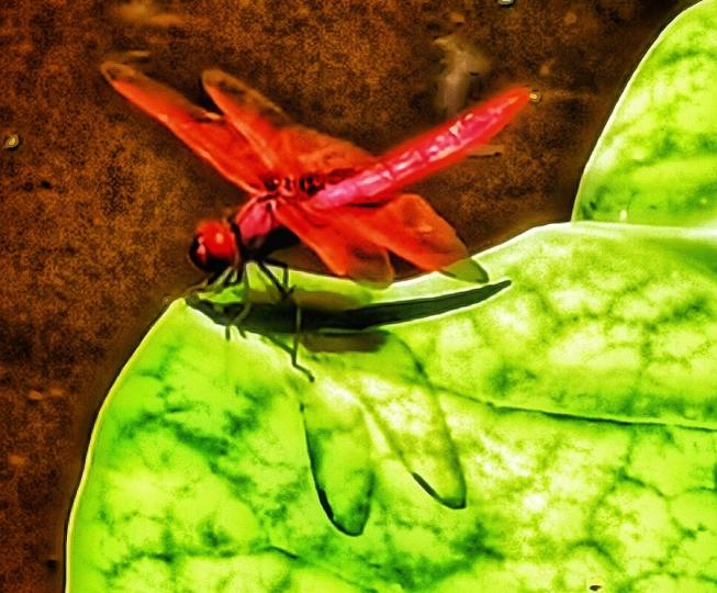 蜻蜓
蜻蜓體態輕盈，飛行快捷，要眼明手快才可捕捉牠停留在葉子上的一刻。...