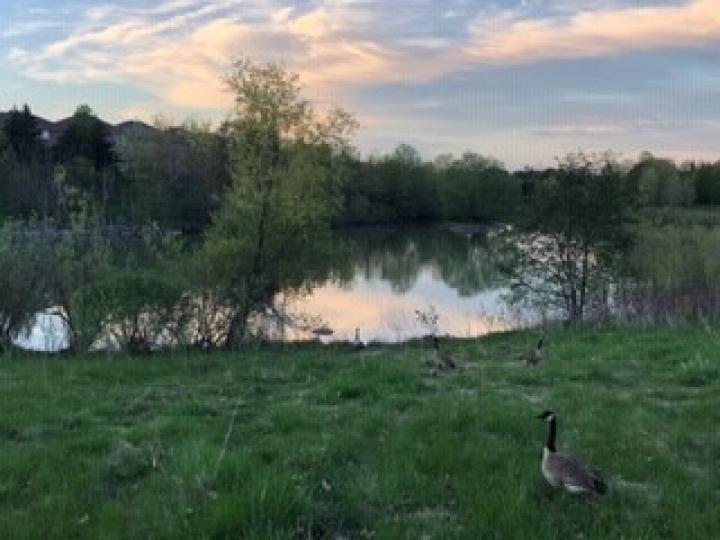 黃昏美景
寧靜的環境下，湖水中可見倒影。有趣的是小鴨子也來欣賞黃昏美景。...