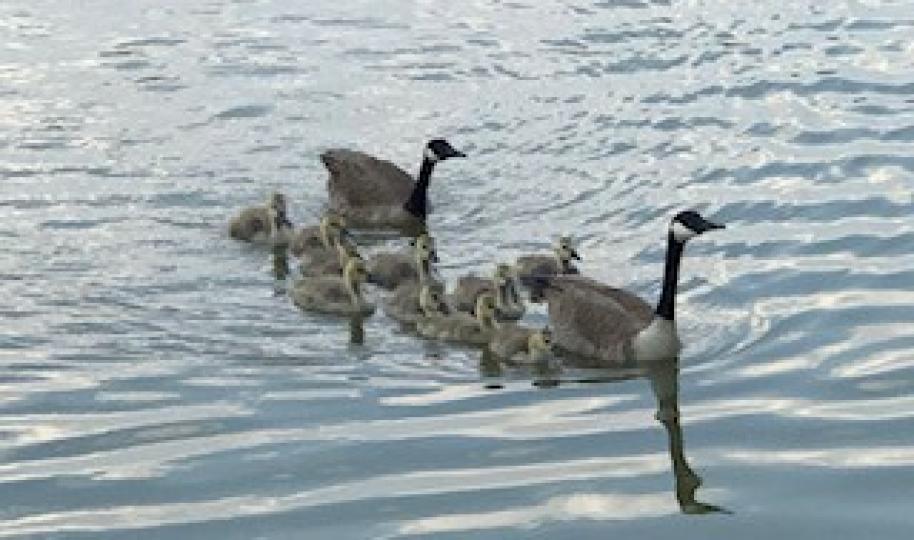快樂的鴨兒
我看到一群小鴨兒很有秩序地一起在湖中散步心中欣賞鴨兒的和諧氣氛。...