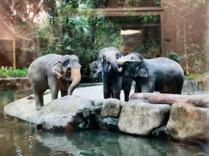 大象
三隻大象像是朋友相聚，閒話家常一般。...