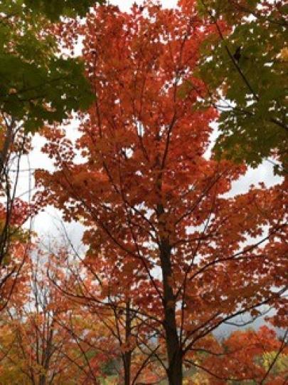 秋之美
要我數算大自然美景，美加秋天遍地楓樹紅葉片片，十分壯觀。...