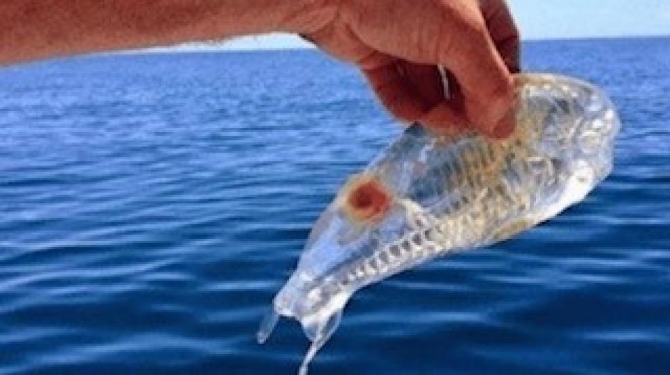 樽海鞘
樽海鞘是一種很神奇的魚類,身體是透明狀的,基本上能看穿它的身體,所以樽海鞘被稱為是世界上最乾淨的魚。... 樽海鞘
樽海鞘是一種很神奇的魚類,身體是透明狀的,基本上能看穿它的身體,所以樽海鞘被稱為是世界上最乾淨的魚。...