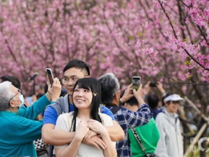 櫻花盛開
本港已踏入春季,東涌赤鱲角南路、觀景山的山腳一帶廣州櫻花樹,已踏入賞櫻的最佳時間。風和日麗的天氣有利櫻花盛開,一片浪漫粉紅花海。... 櫻花盛開
本港已踏入春季,東涌赤鱲角南路、觀景山的山腳一帶廣州櫻花樹,已踏入賞櫻的最佳時間。風和日麗的天氣有利櫻花盛開,一片浪漫粉紅花海。...