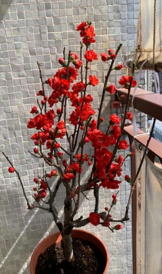 嘉蘭花

嘉蘭花是一種百合科的攀援植物，外形漂亮，看起來雍容華貴。它的花語則如它的外形相同，標誌着榮光，能夠作為贈送的花。...