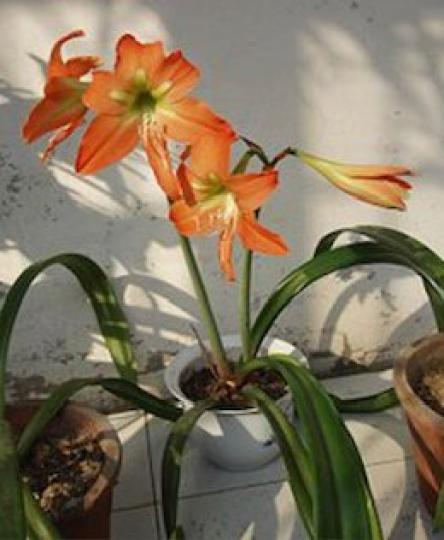 朱頂蘭
朱頂蘭是一種喇叭形狀的花，因其花莖的堅硬性和較長的切花期而廣受花店和園丁的喜愛，很多家庭亦喜歡在花園種植朱頂蘭。...