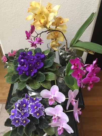 色彩繽紛的花
嬸嬸特別喜歡蘭花，她把她悉心栽種的蘭花擺放在一起，滿足了我賞花的眼目。...