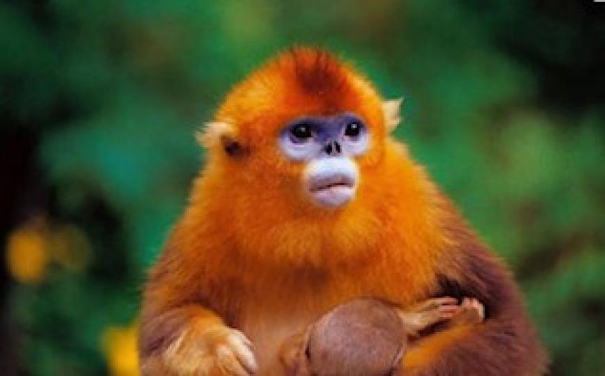 黔金絲猴
據報導目前黔金絲猴僅分布在貴州梵淨山繁茂的原始森林中，是中國數量最少、分布地域最窄和瀕危程度最高的物種之一，被譽為「地球獨生子」。...