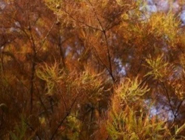 金黃色的落羽松
大約每年1月上旬至2月上旬，流水響塘畔的落羽松樹葉會轉成了金黃色，十分美麗。...