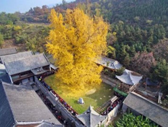 千年古銀杏樹
這棵位於陝西西安的古觀音禪寺內的銀杏樹有1400多年歷史了。據說是唐太宗李世民親手栽種的，一直存活到現在。每年的10月下旬開始，銀杏葉變得金黃，自2016年這棵樹躥紅網絡後，每年特意來此...