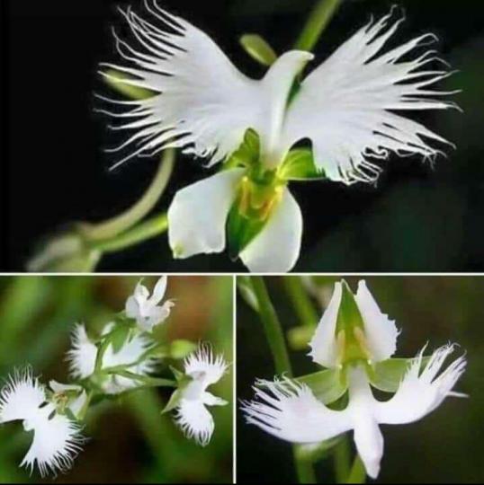 巴西蘭花
這巴西蘭花叫做peristeria, 是在復活節才開花的，所以又名聖靈花。...