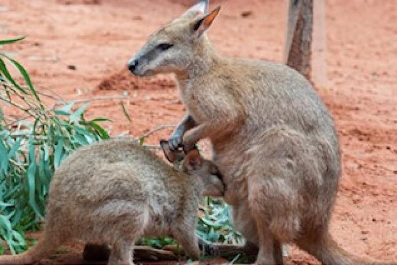 有關袋鼠冷知識
袋鼠經常被比作「最有愛的動物」,因為雌性袋鼠肚子上有一個用來撫養小袋鼠長大的育兒袋,但讓人大跌眼鏡的是,當雌性袋鼠遇到危險時,它會將育兒袋內的幼崽直接砸向敵人或者拋向一邊,以此吸引對方... 有關袋鼠冷知識
袋鼠經常被比作「最有愛的動物」,因為雌性袋鼠肚子上有一個用來撫養小袋鼠長大的育兒袋,但讓人大跌眼鏡的是,當雌性袋鼠遇到危險時,它會將育兒袋內的幼崽直接砸向敵人或者拋向一邊,以此吸引對方...