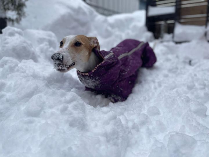 雪地裏的傑思
加國妹妹傳來勇敢的小啡狗傑思在雪中守護在後園，無懼風雪。...