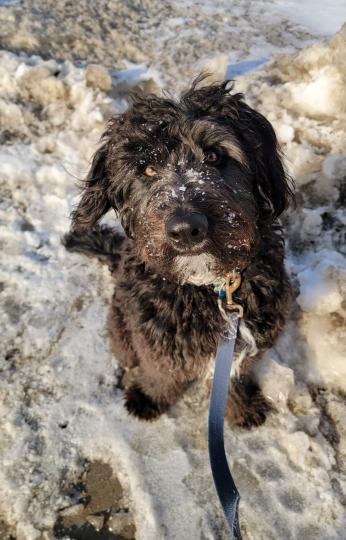雪地散步
凡動物都需要活動，狗狗在雪地上亦享受外出散步的樂趣。...