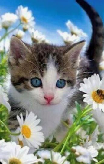 嬌肖小貓兒
嬌肖的小貓兒用白菊花襯托和藍天做背景後製，有錦上添花之感覺。...