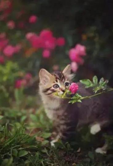 可愛的動物

當動物親吻花朵，意味着牠是會欣賞花的動物時，人看見都開心了。...