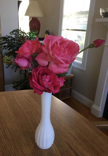 夏天最後的玫瑰
好同學後園種了不少玫瑰花，她很珍惜地把最後開花的玫瑰插在瓶上供家人欣賞。...