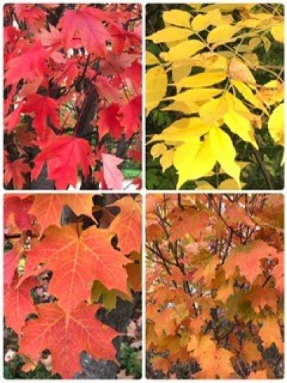 秋天的樹葉
秋天樹葉顏色非常美麗，更令我想起英文歌「The Autumn Leaves」和唱此曲的黑人歌手Nick King Cole 。他歌聲美妙如樹葉的顏色一樣。...