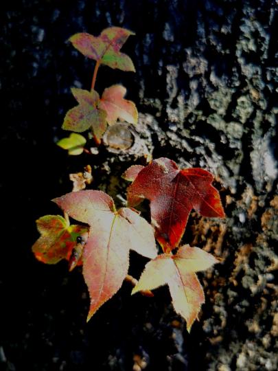 攝影技巧

能把握拍攝角度和光圈亮度，平凡的樹葉像藝術品般美。...