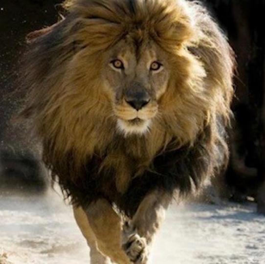 亞特拉斯獅
亞特拉斯獅被稱為萬獸之王，牠們與其他非洲獅子不同的是，亞特拉斯獅鬃毛豐厚蓬鬆，顏色較深，黑色鬃毛甚至直達腹部，獅群裡，頂多兩三頭獅子，且母獅也會狩獵．...