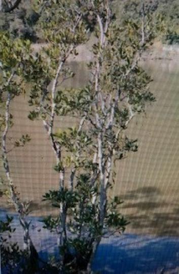 水筆仔
水筆仔為紅樹科屬下的一個物種，又稱「秋茄樹」，常見於沙頭角鹿頸的南涌。...