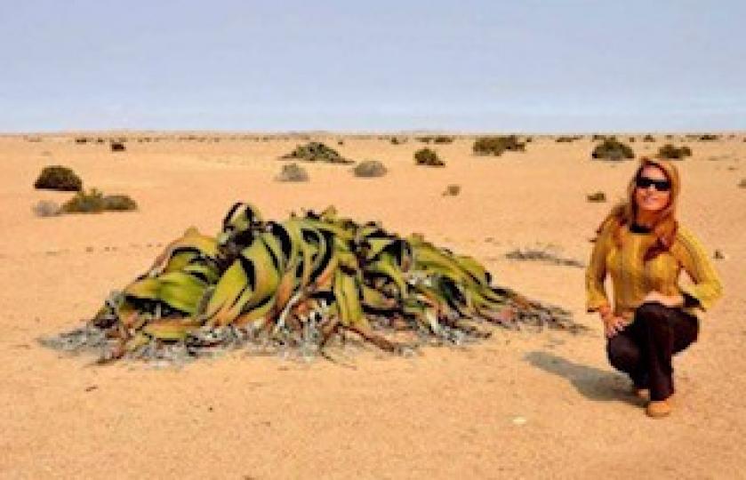 千歲蘭

非洲南部納米比亞小國基本全是沙漠，很少有人居住在這裏，但是在這片沙漠上卻生活着一種生命力非常頑強的植物——千歲蘭，據了解這種植物的壽命很長，大概能存活1000多年，即使在很困難的環境下也能生...