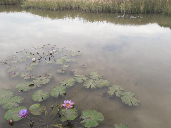 小蓮花
蓮花是夏天才盛開的，但在小河邊有小蓮花，美化了水面。...