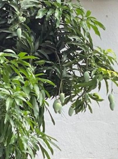 路旁芒果樹
記得深圳很多馬路旁都種了芒果樹，難得在家附近見到這棵芒果樹，立即拍下，否則會被屋苑居民摘走了。...