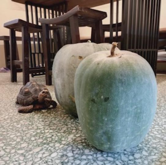 鄉村自家種的冬瓜特別好吃。...