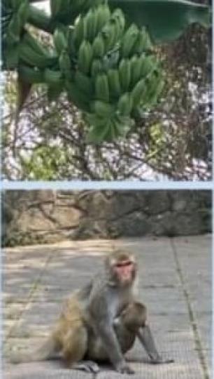 城門水塘

城門水塘一帶的村民多種植木瓜和香蕉樹，猴子們看到便開心有得吃了！...