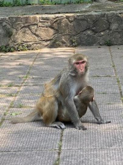 猴子
猴子媽媽好好保護小猴子在自己懷中。...