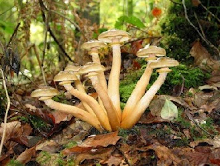 世界上最大的生命體
神奇的奧氏蜜環菌被稱為世界上最大生命體的「小蘑菇」。它生長在美國俄勒岡州馬盧爾國家森林當中，其年齡大約2400歲，佔地近9平方公里。...