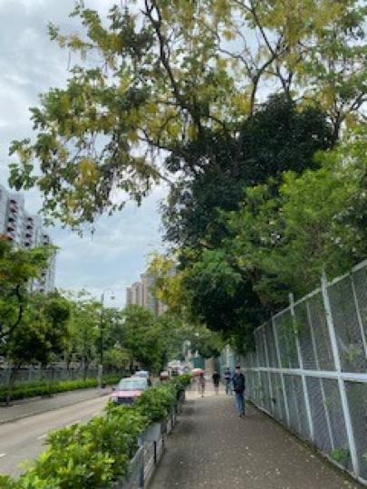 林蔭大道
香港這個石屎森林，在繁忙鬧市中難得找得一條林蔭大道可以休閒地行走而不至肩碰肩。...