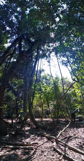 馬鞍山的梅子林
梅子林有「古老風水林」之稱，叢林中聳立的古樹樹齡至少有155 年以上。喜歡尋找古樹的可以到梅子林逛逛，必有收穫。...