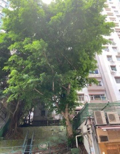 古樹

在繁榮市區寸金尺土，難得仍能保存數十年的古樹。...