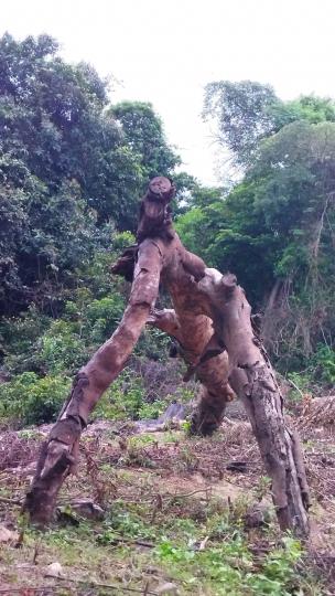 古樹

這古樹位於梅子林，現今只得粗大的樹幹，村民和遊客視之為天然木雕。...