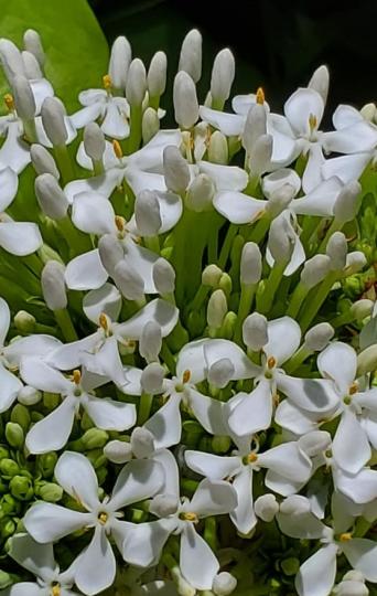 美麗的蘭花
蘭花顏色和品種多，看得眼花撩亂，白色純潔，倒受歡迎。...