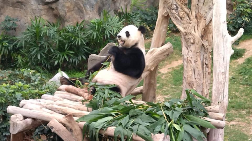 熊貓盈盈
海洋公園的盈盈是中國國家林業局送給香港的一對大熊貓之一。她原居四川臥龍自然保護區，於2007 年4 月26 被送去香港海洋公園住。...