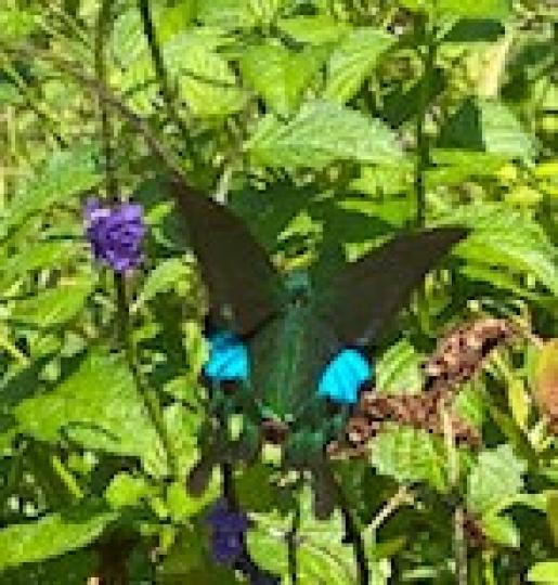 巴黎翠鳳蝶

巴黎翠鳳蝶是鳳園蝴蝶保育區中常見的蝴蝶。...
