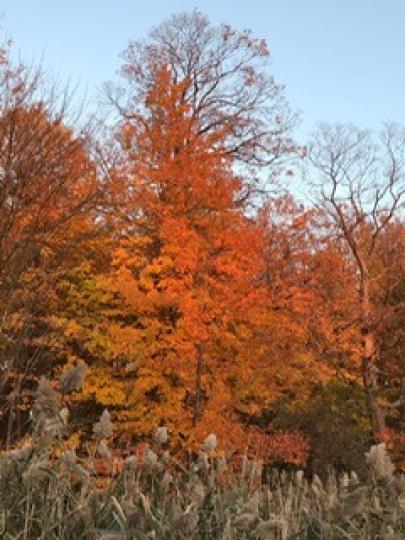 秋天的公園
我喜歡在加拿大的公園內散步，尤其是秋天，公園內楓樹處處可見，秋色很美。...