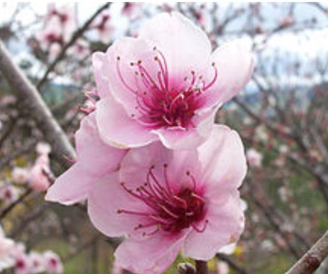 桃花
桃花是中國傳統的園林花木，其樹態優美，枝幹扶疏，花朵豐腴，色彩豔麗，為早春重要觀花樹種之一。桃樹的果實是著名的水果；桃核可以油；其枝、葉、果、根俱能入藥；桃木細密堅硬，可供雕刻用。...